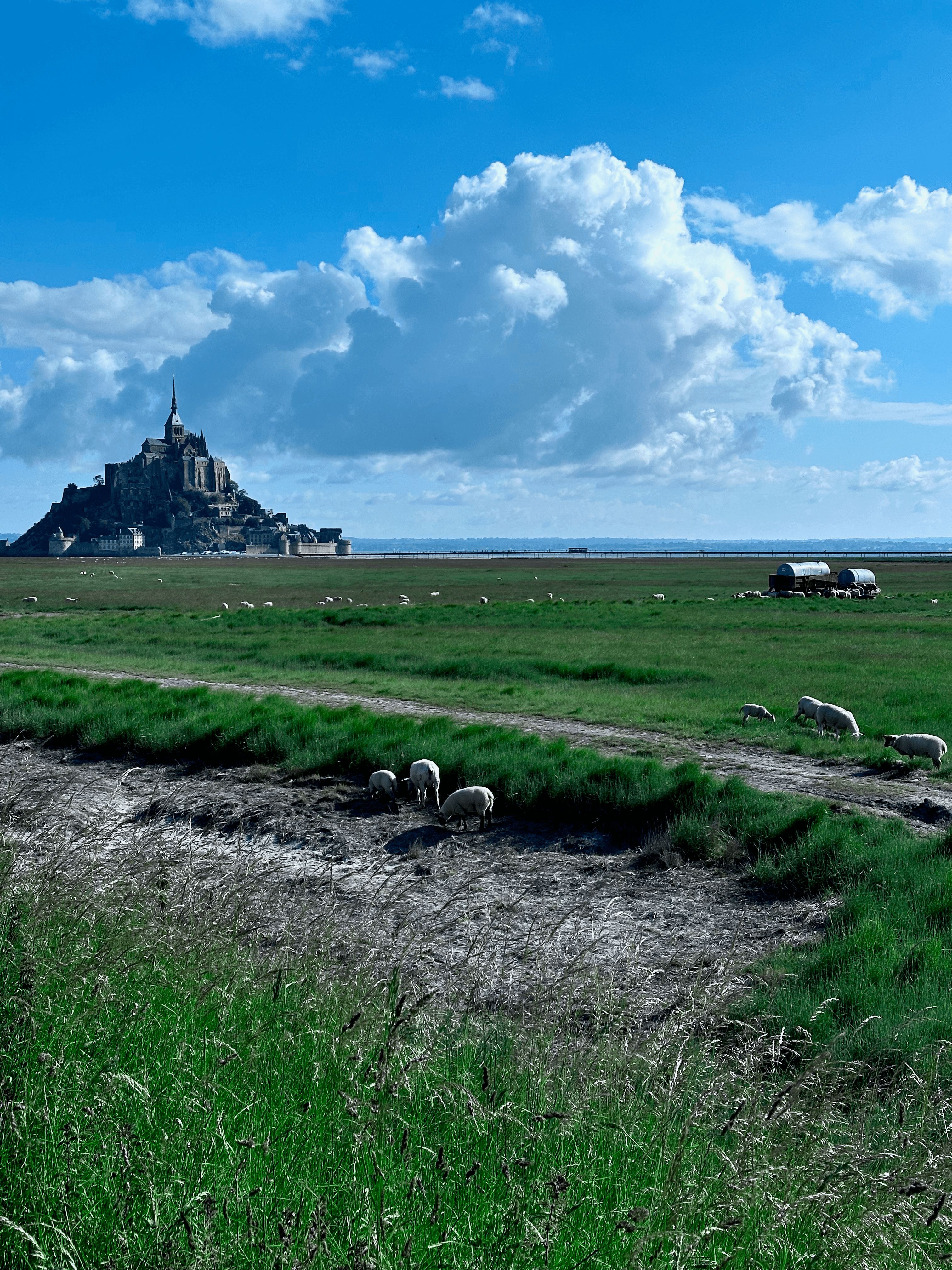 Sheep grazing in a field in front of Le Mont Saint-Michel
